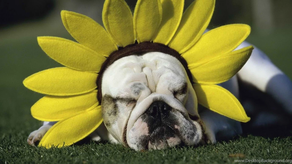 Wallpapers And Pics: Cute Pets Wallpapers