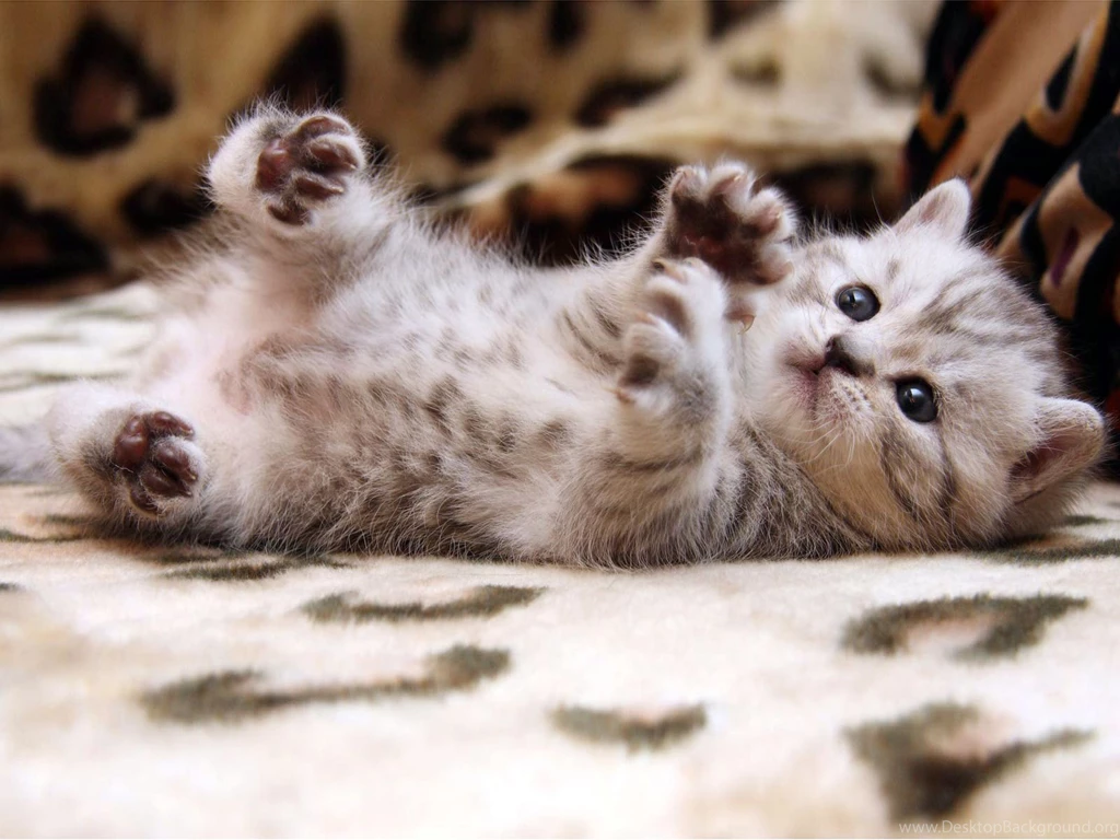 Images Of Cute Cats