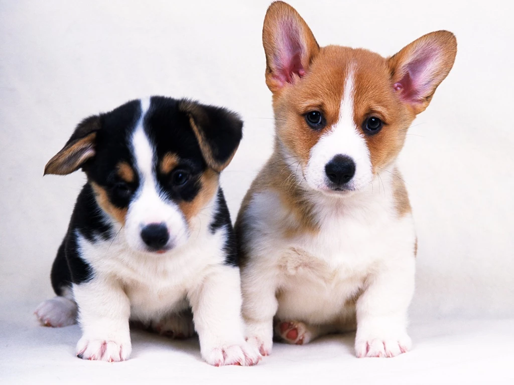 Little Dogs Cute Loving Dogs Animals Pets Wallpapers. Cute Pet ...