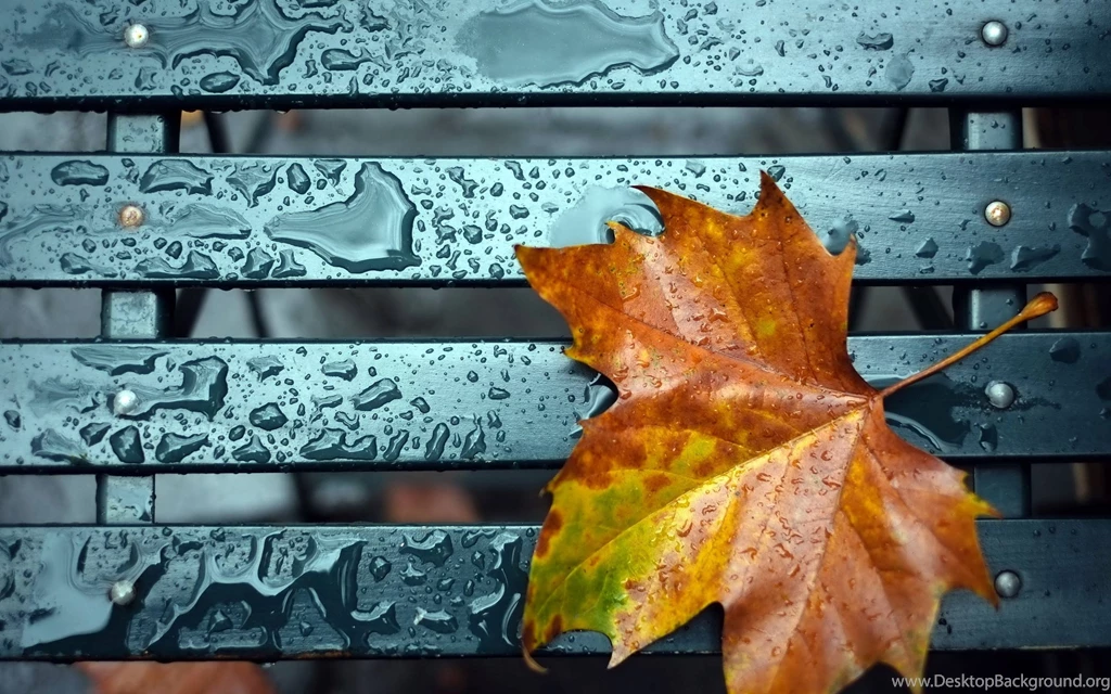 Autumn Leaves On The Bench Wallpapers High Defi
