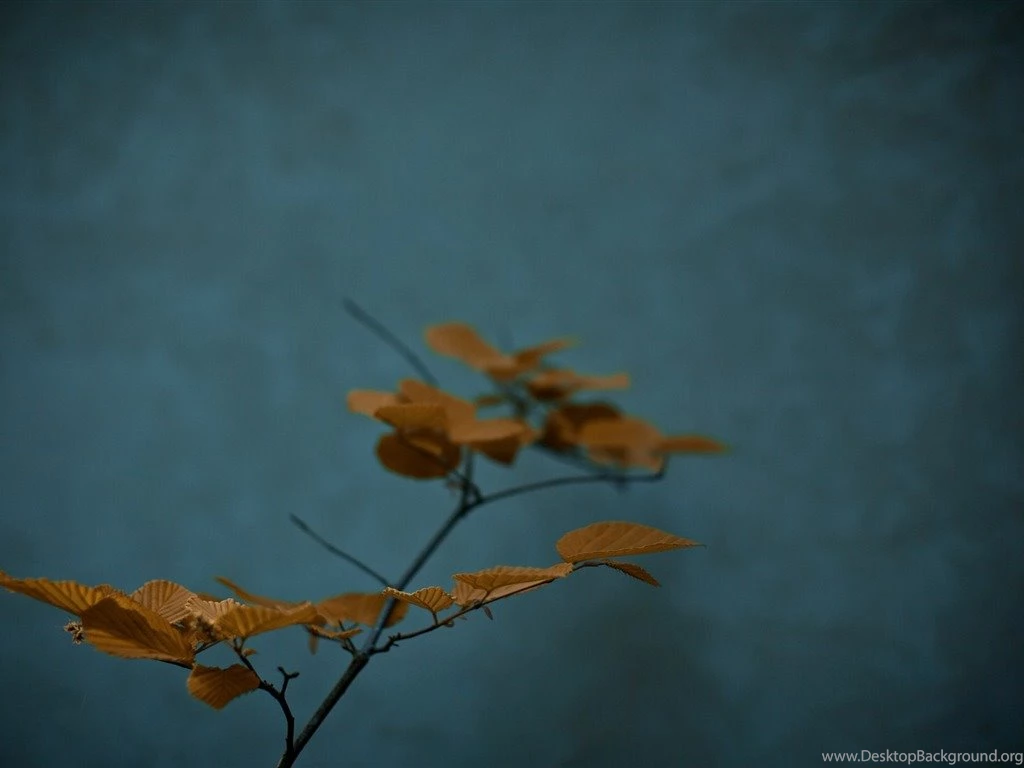 Zen Nature Photography Wallpapers 1024x768 Wallpapers Download ...