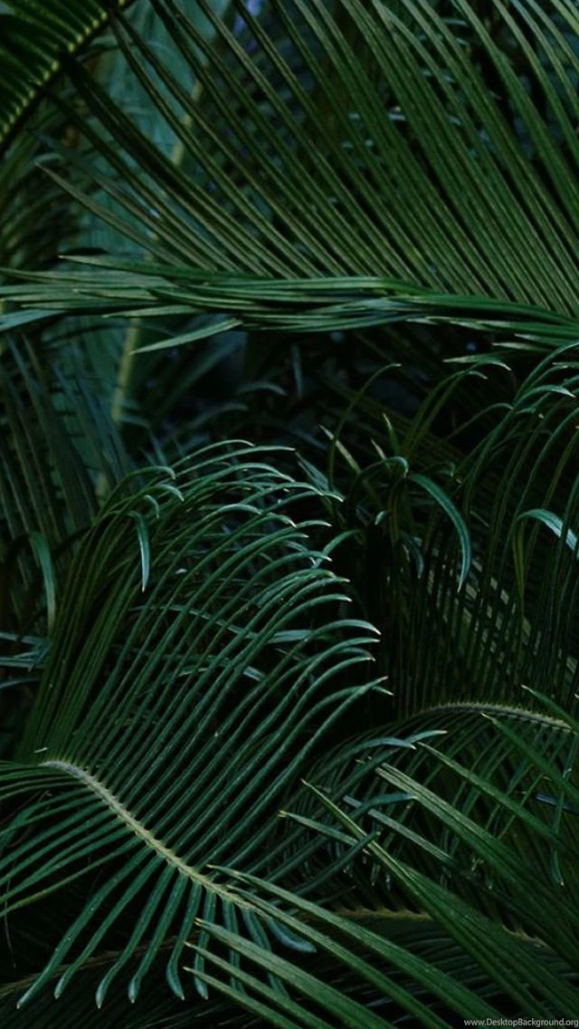 Nature-Macro-Plants-Leaves-iPhone-Wallpaper - iPhone ...