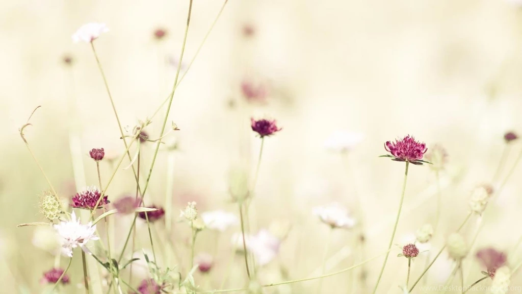 15 Download Wallpapers Tumblr Flowers Nature White Flower Free Hd ...