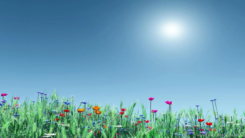 Summer Flowers Wallpapers 101 170277 For Desktop Backgrounds