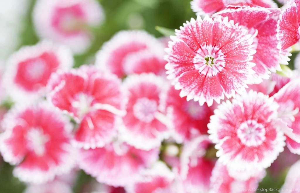 Flower Images To Color And Wallpapers Download