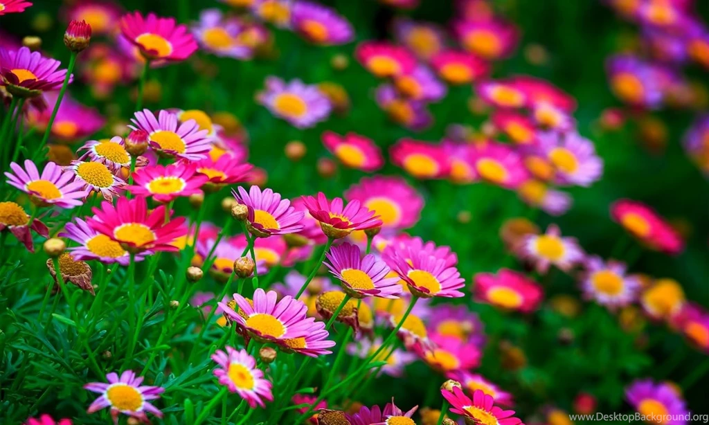 Flowers Wallpapers