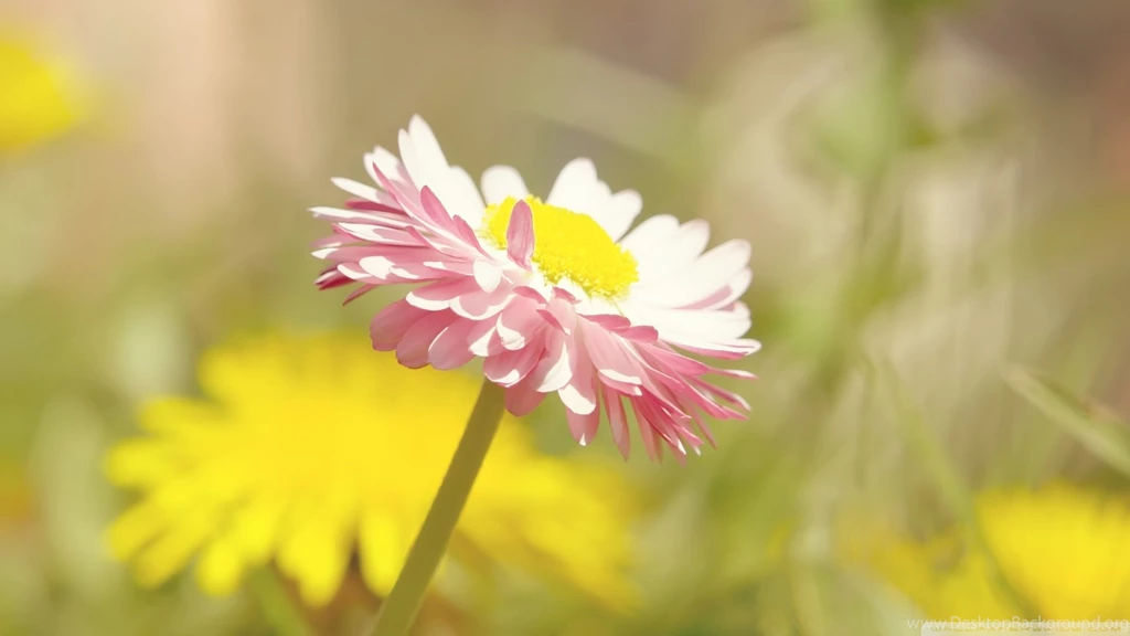 Beautiful summer flower_00448733.jpg