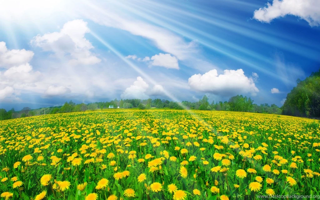 Summer Flowers High Quality Wallpapers   Mbagusi.com