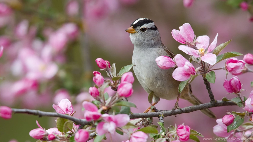 High Resolution Nature Spring Animal Bird Wallpapers HD 13 Full ...