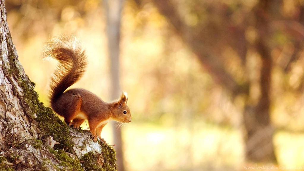 High Resolution Nature Spring Animal Squirrel Wallpapers HD 18 Full ...