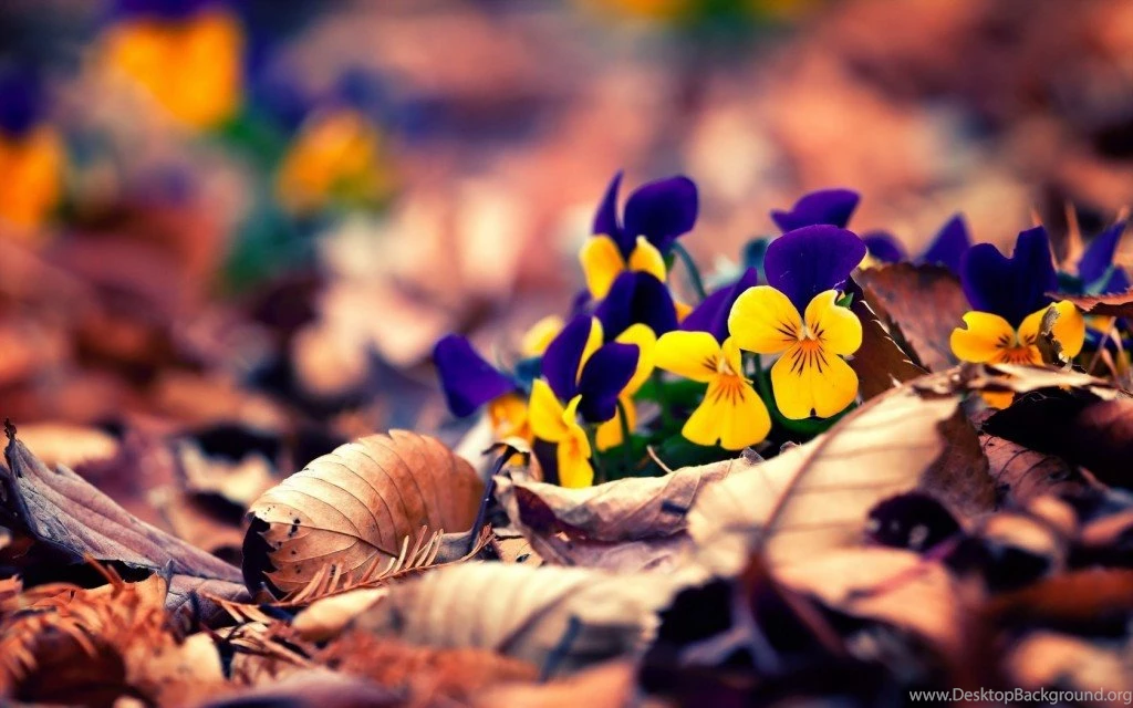 Beautiful Wallpapers Nature