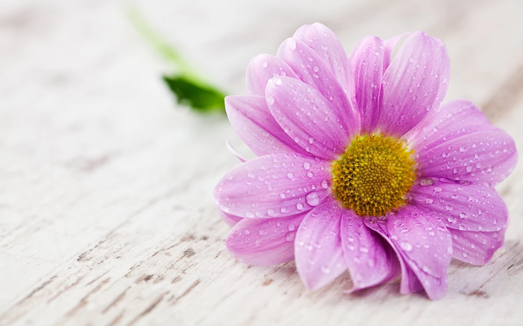 40 BEAUTIFUL FLOWER WALLPAPERS FREE TO DOWNLOAD..... Godfather Style