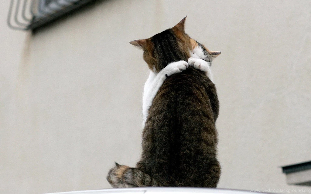 Pics Of Cats In Love Wallpapers