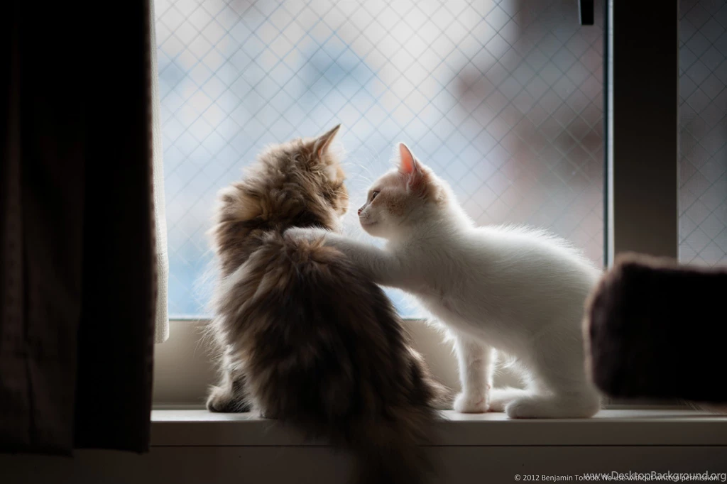 Cute Kittens, Fluffy Pair, Cats, Animal, Love, Photo, Hd, Wallpapers