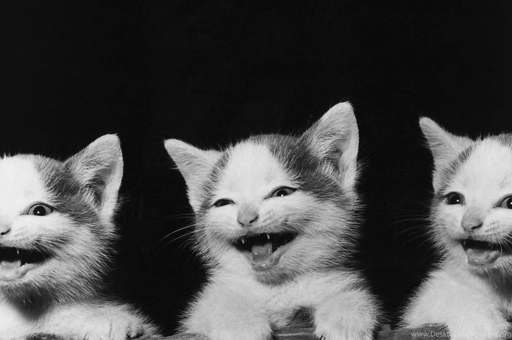 Cats, Hairy Cats, Lovely Kittens, Cat Love, Cute Cat Wallpapers ...