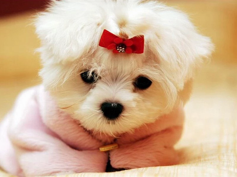 Cute White Cat Love Wallpapers