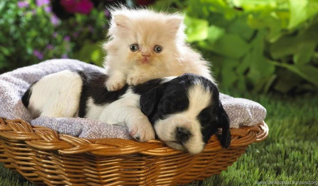 Photo Gallery Cat And Dog Love Wallpapers