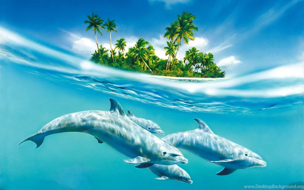 This Out Our New Miami Dolphins Wallpapers Miami Dolphins ...