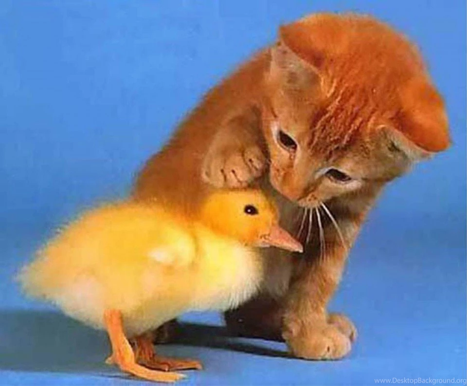 Pictures Of Baby Animals Wallpapers HD Fine