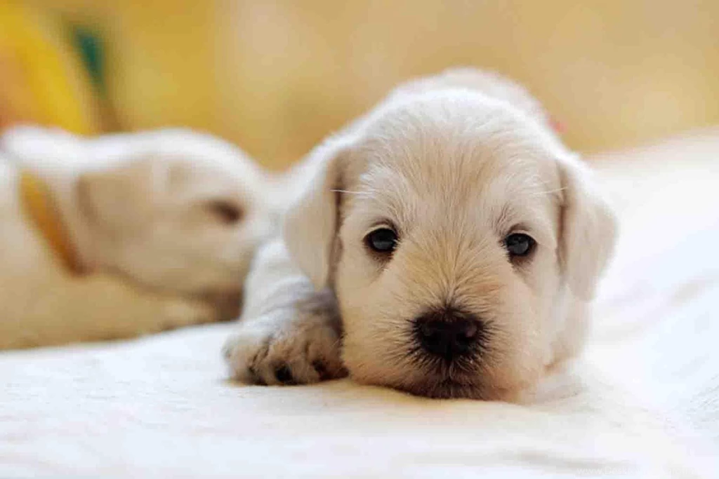Baby Animals Wallpapers Android Apps On Google Play