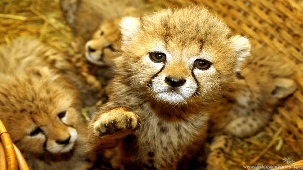 Adorable Pictures Of Baby Animals Wallpapers HD Base