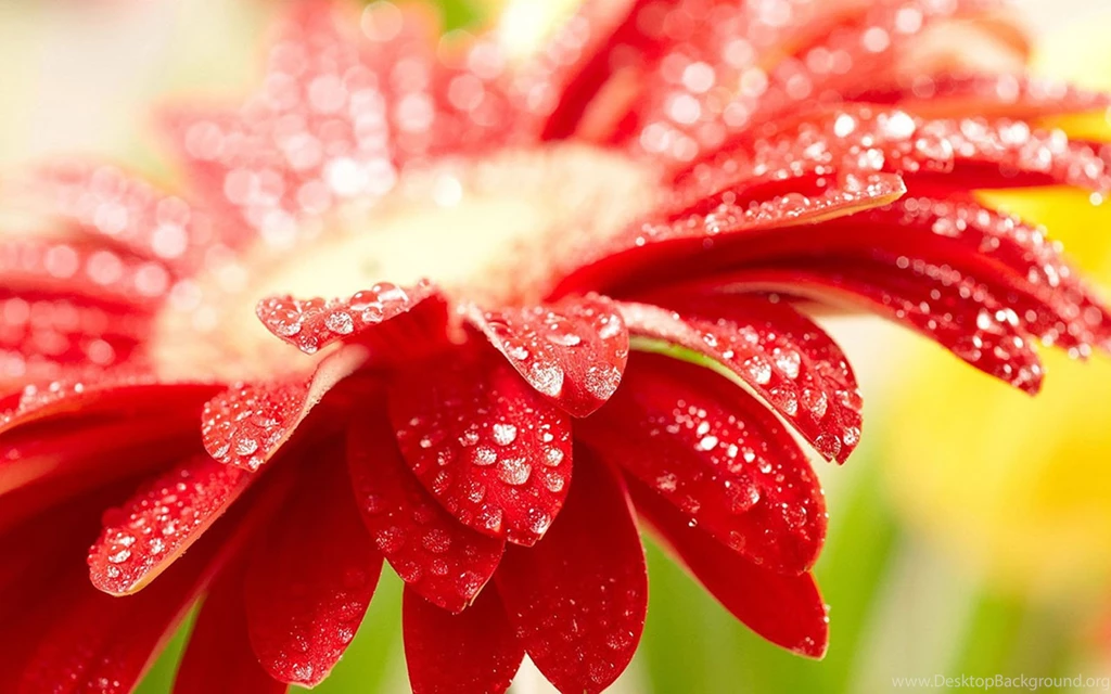 Wallpapers: Windows 7 Flowers Wallpapers