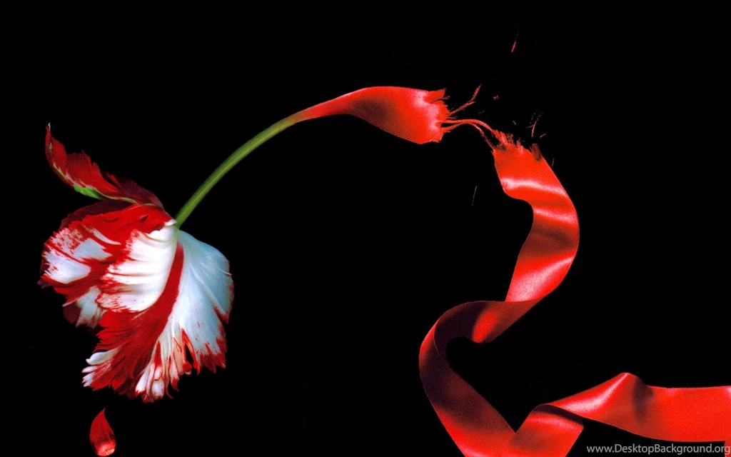 Twilight, New Moon, Eclipse : Desktop And Mobile Wallpapers : Wallippo