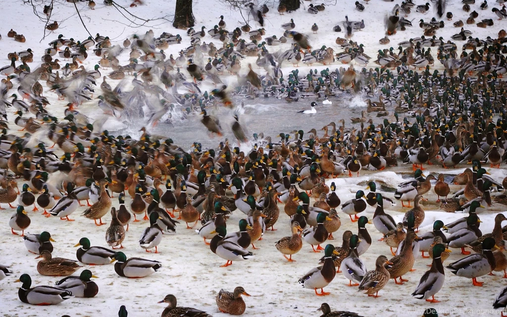 Download 1920x1200 Waterfowl Fowl Ducks Flock Wallpapers