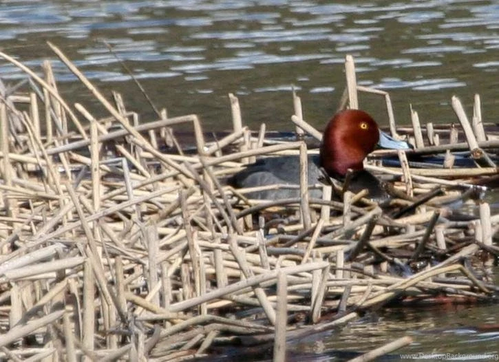 Free Picture; Wood, Duck, Drake, Waterfowl, Bird, Seen, Water