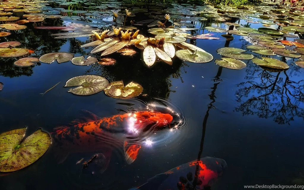 Red Lotus Pool Carp Wallpapers － Flower Wallpapers   Free Download ...