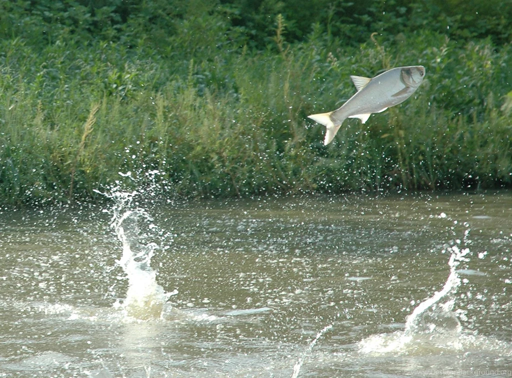 Jumping Silver Carp Photo And Wallpaper. Cute Jumping Silver Carp ...