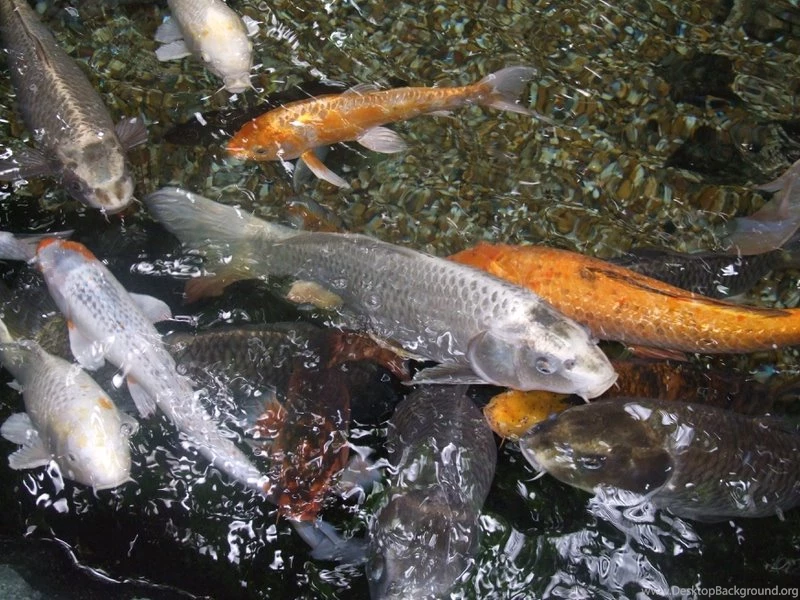 Wallpapers Koi Fish Carp Aquarium Stunning 800x600