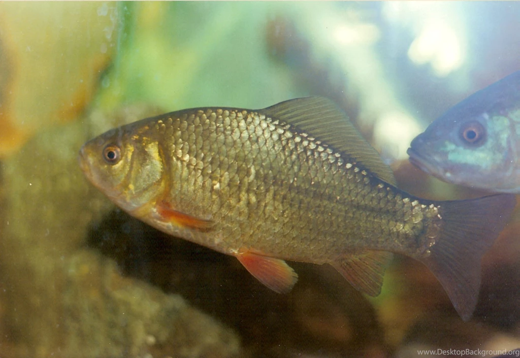 Crucian Carp For A Swim Photo And Wallpaper. Cute Crucian Carp For ...