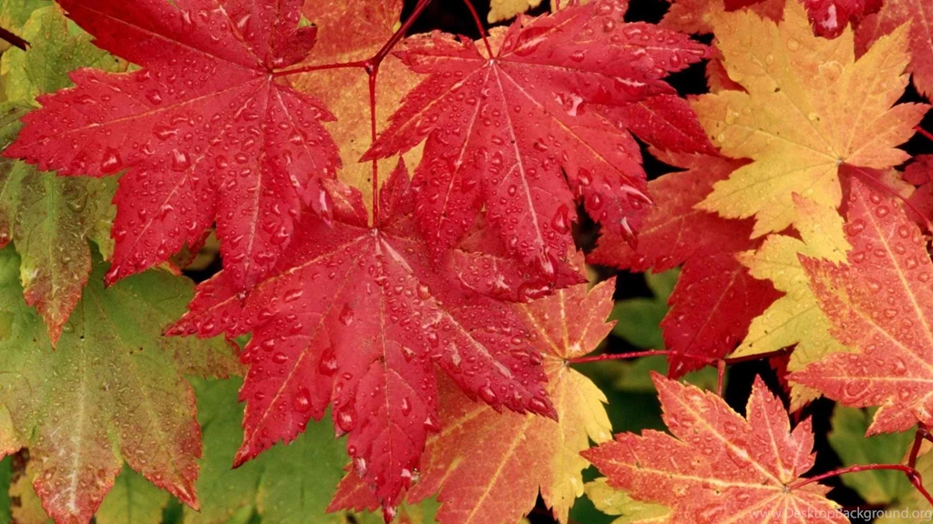 High Resolution Autumn Fall Leaves Wallpapers HD 2 Full Size ...
