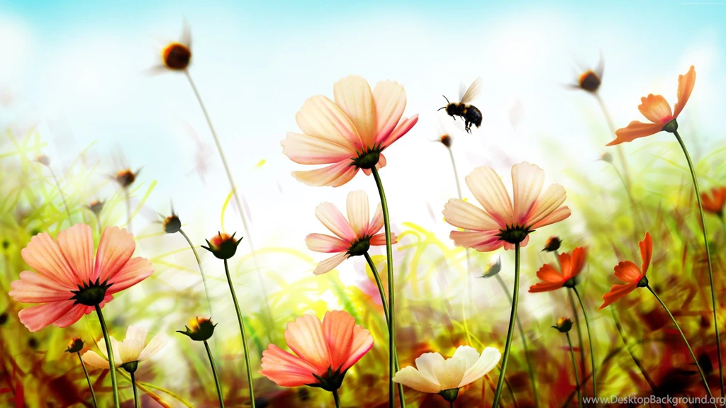 Nature Flowers Wallpapers HD Wallpapers