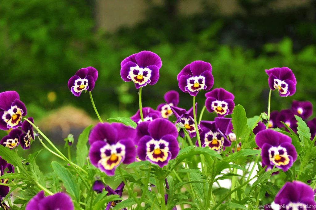 Desktop Wallpapers Nature Flowers 8