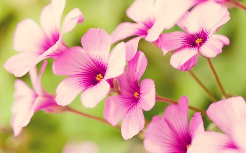 Nature Flowers Pink Flowers Verbena – Nature Flowers HD Desktop ...