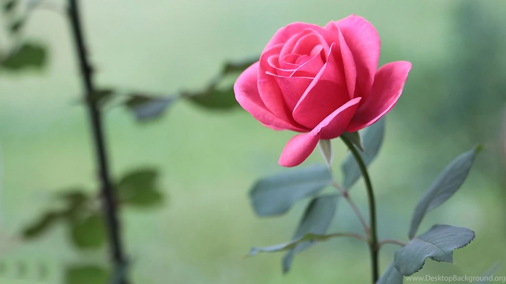 Pink Rose Wallpapers 4