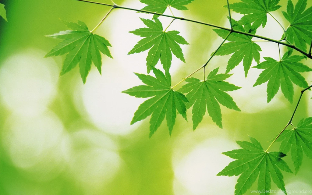 Leaf Computer Wallpapers, Desktop Backgrounds
