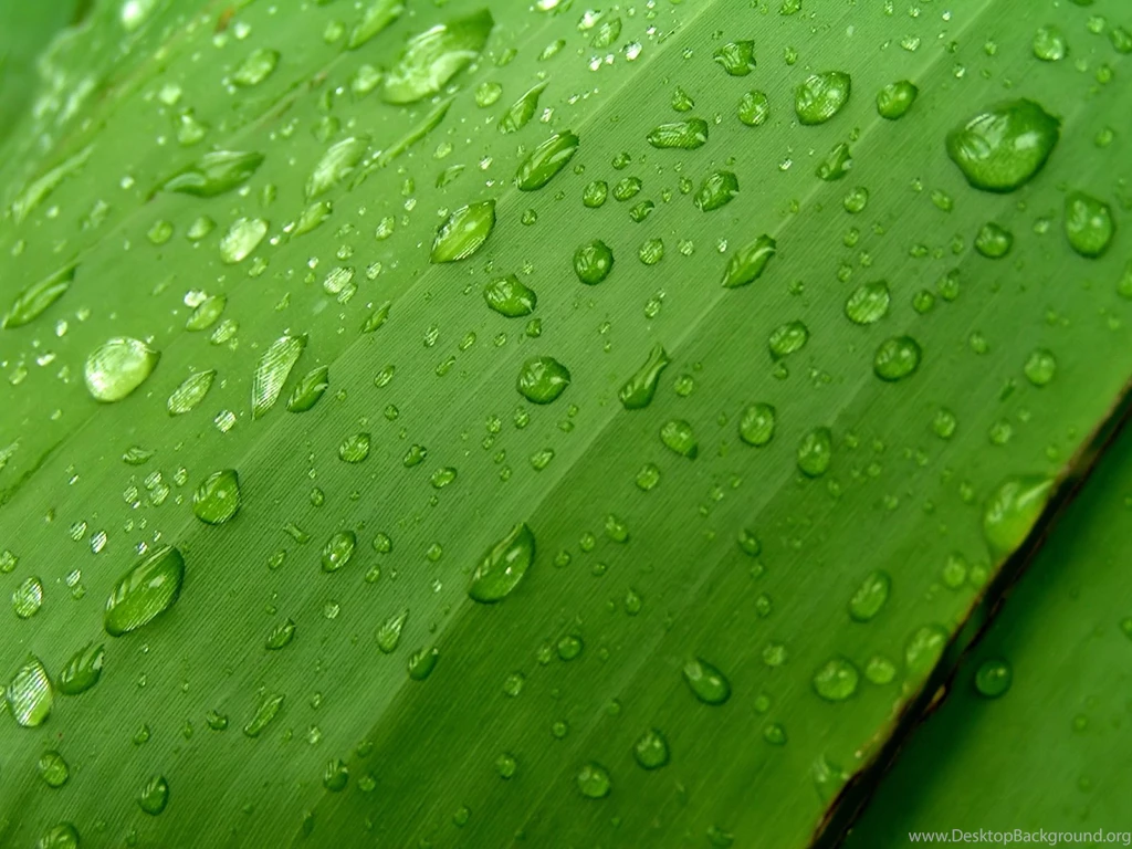 Download Texture: Green Leaf, Download Photo, Texture, Green Leave ...