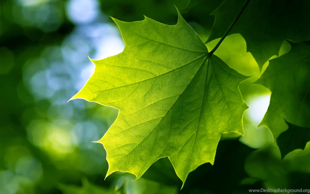 Leaf Wallpapers