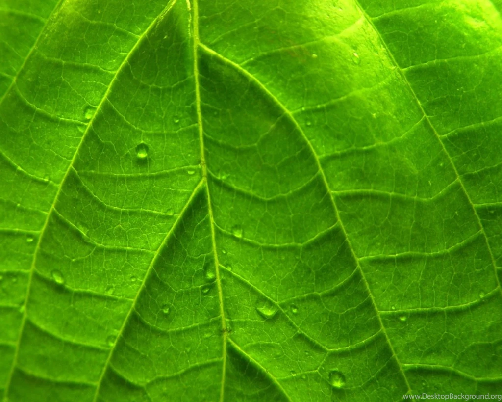 Leaf Wallpapers