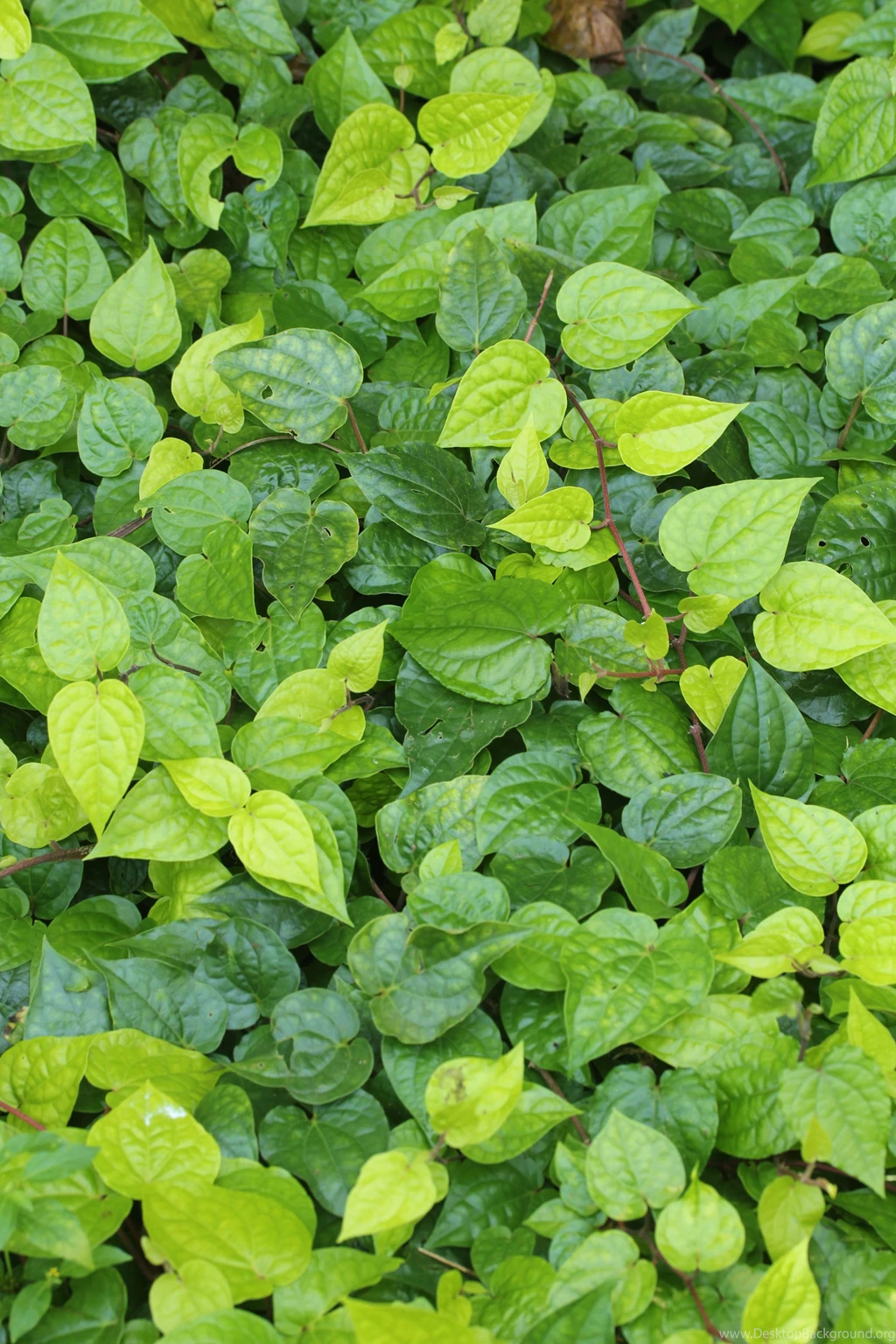 Fresh New And Beautiful Betel Leaf Spring Season Backgrounds ...