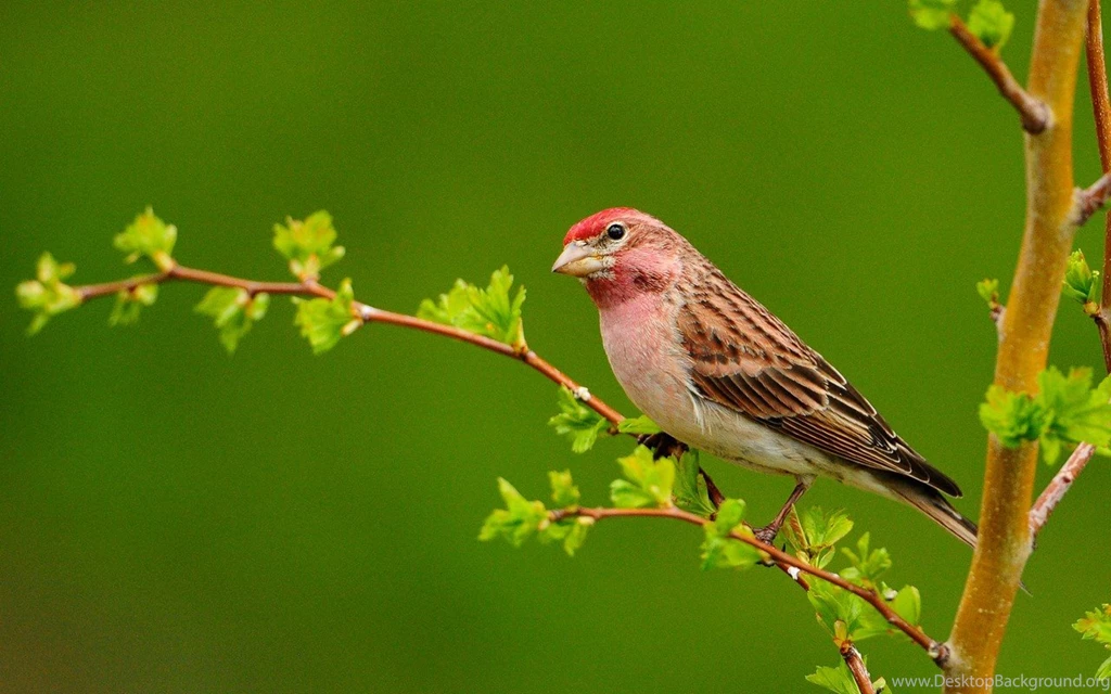 Birds: WATING BOYFRIEND Animal Beautiful Cool Nice Bird Amazing ...