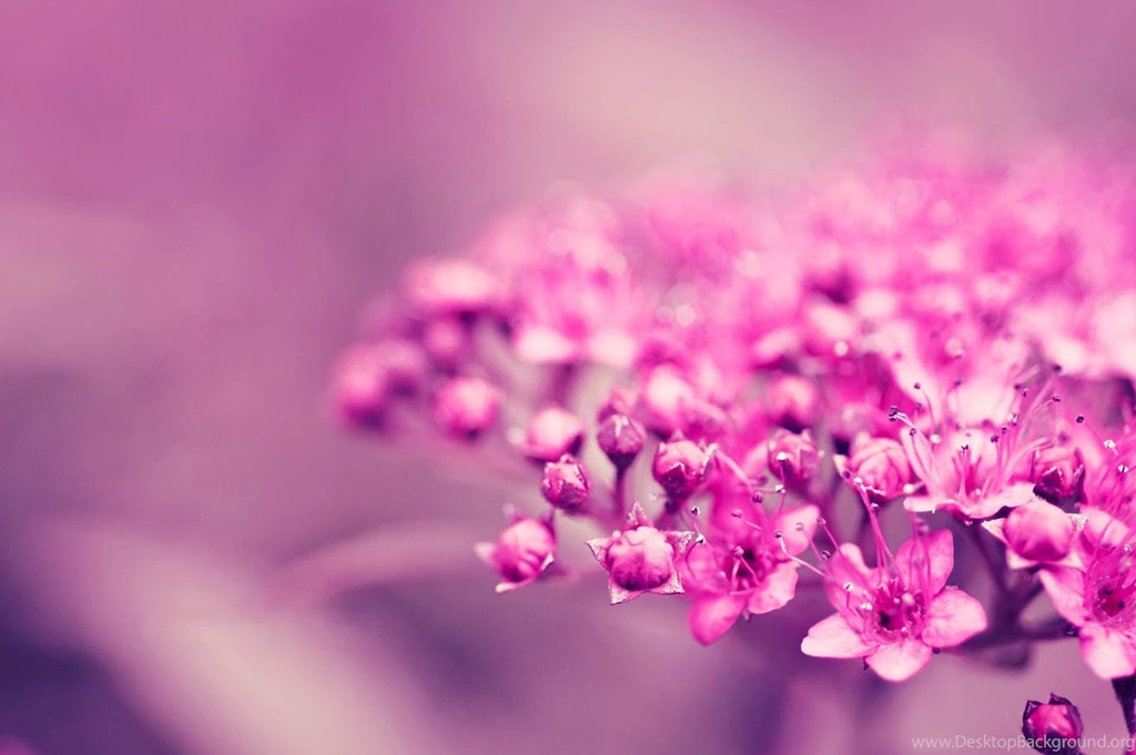 Pink Flower Images And Wallpapers Download