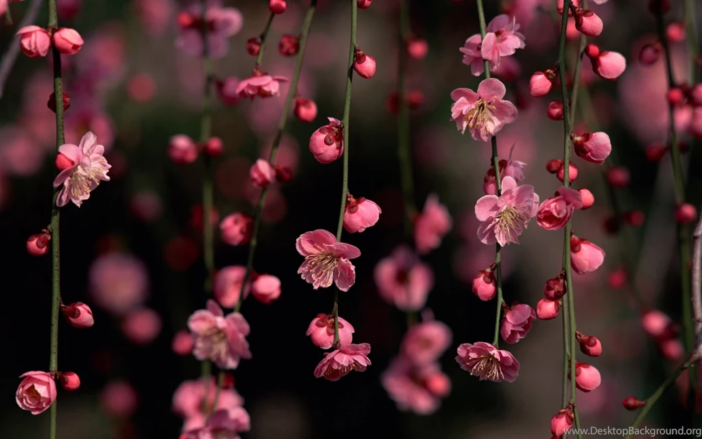 Pink Flower Wallpapers