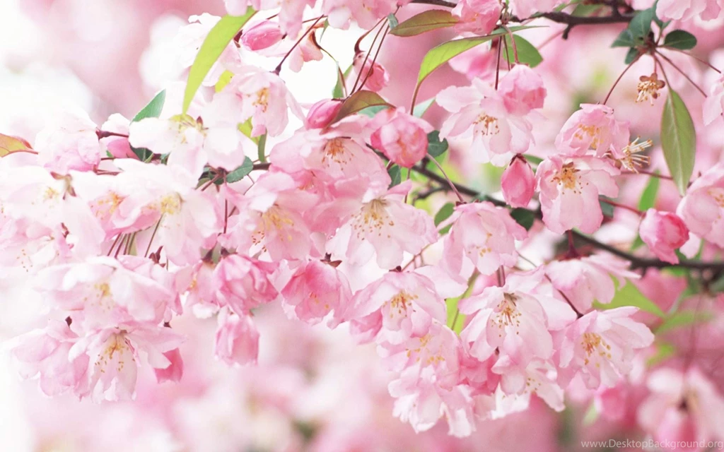 Pink Flowers Wallpapers Collection (39+)