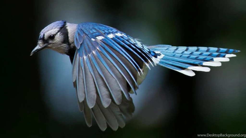 BLUE JAY WALLPAPER (