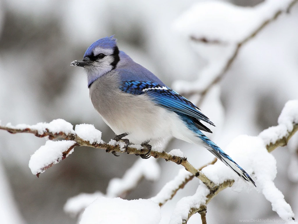 Blue Jay Animals Wallpapers (28905521) Fanpop