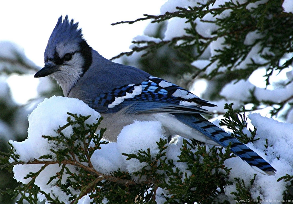 Blue Jay Bird Wallpapers Subham Dey. Blue Jay Bird Wallpapers ...
